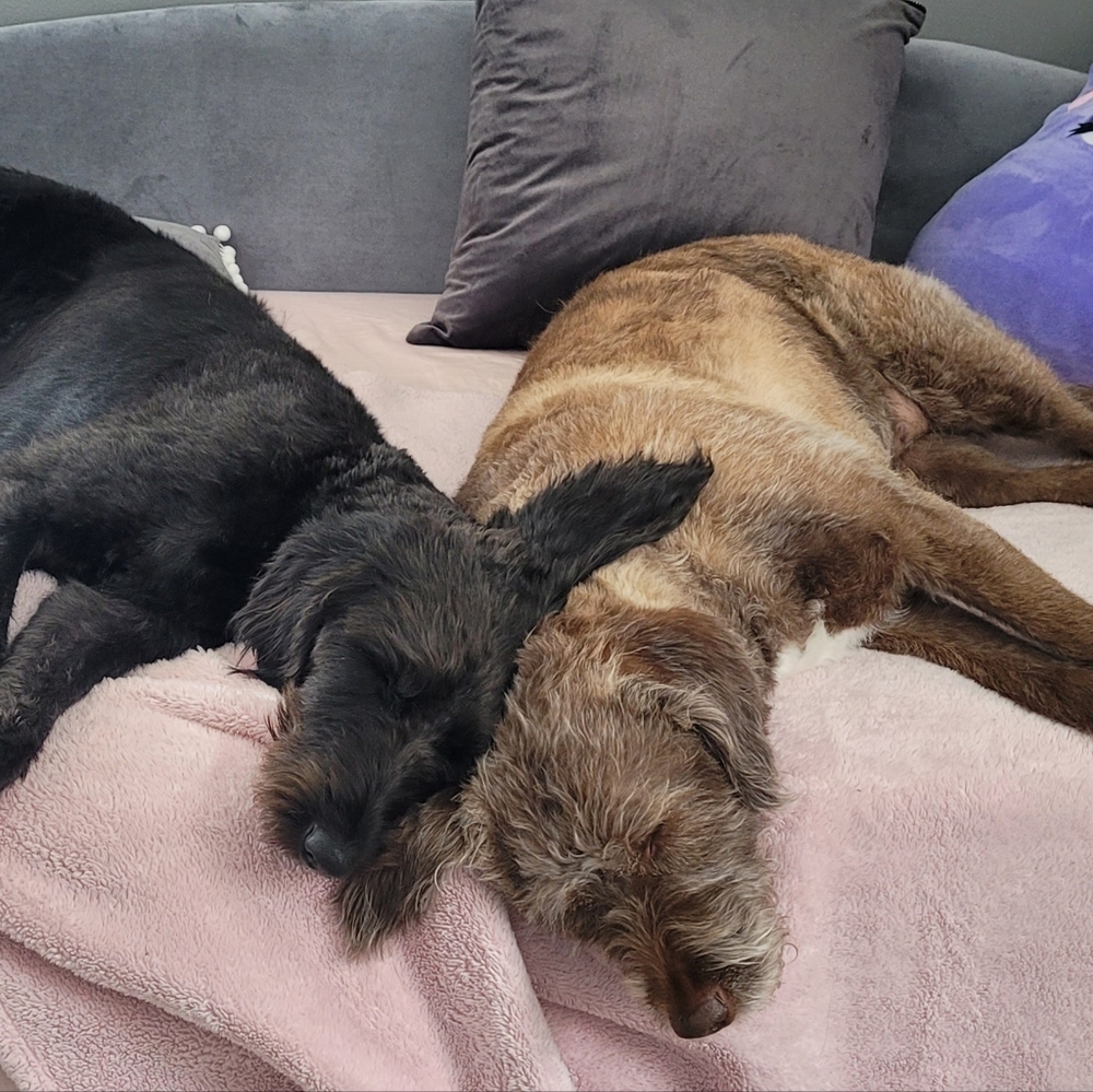 Meet your Posher, Holly